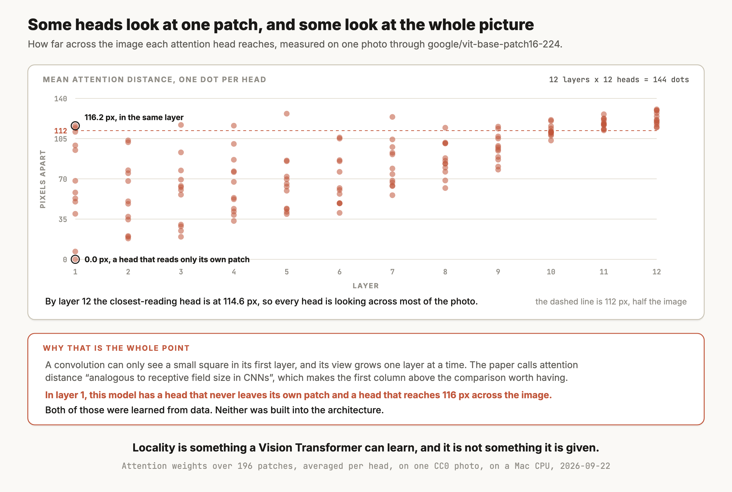 A figure titled "Some heads look at one patch, and some look at the whole picture", plotting mean attention distance in pixels against layer for google/vit-base-patch16-224 on one photo, with one dot for each of the 12 heads in each of the 12 layers, 144 dots in total. A dashed terracotta line marks 112 pixels, half the width of the image. In layer 1 the dots are spread all the way from 0.0 pixels, circled and labelled as a head that reads only its own patch, up to 116.2 pixels, circled and labelled as being in the same layer. Layers 2 through 9 show a wide spread, with the lowest dots rising steadily and the highest staying near the dashed line. From layer 10 onward the dots cluster tightly above the dashed line, and by layer 12 the closest-reading head is at 114.6 pixels, so every head is looking across most of the photo. A panel below, headed why that is the whole point, says a convolution can only see a small square in its first layer and its view grows one layer at a time, that the paper calls attention distance analogous to receptive field size in CNNs, and that in layer 1 this model has a head that never leaves its own patch and a head that reaches 116 pixels across the image. It closes by noting that both of those were learned from data and neither was built into the architecture. The caption reads: locality is something a Vision Transformer can learn, and it is not something it is given.